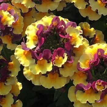 Nemesia Aroma Yellows™ 'Rhubarb & Custard' (189352)