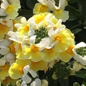 Nemesia Aroma Yellows™ 'Banana Split' (189354)