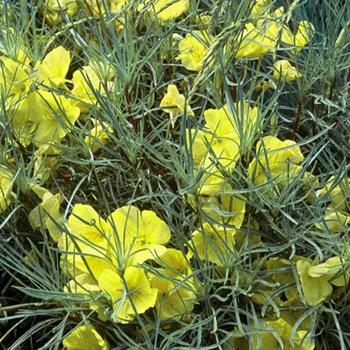 Oenothera fremontii 'Shimmer' (189365)