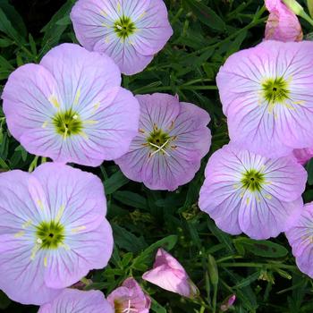 Oenothera berlandieri 'Twilight' (189366)