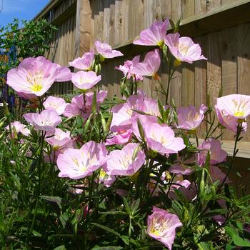 Oenothera berlandieri 'Twilight' (189367)