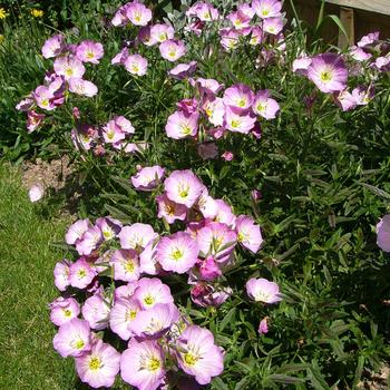 Oenothera berlandieri 'Twilight' (189368)