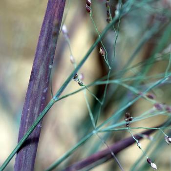 Panicum virgatum 'Hot Rod' (189370)