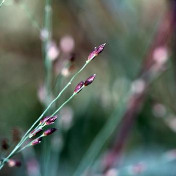 Panicum virgatum 'Hot Rod' (189371)