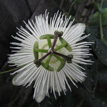 Passiflora Riverside® 'Snow Queen' (189373)