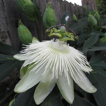 Passiflora Riverside® 'Snow Queen' (189374)