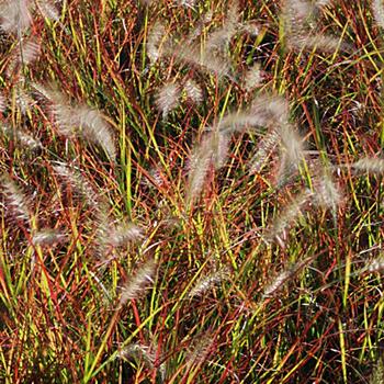 Pennisetum alopecuroides 'Burgundy Bunny' (189376)