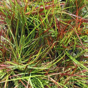 Pennisetum alopecuroides 'Burgundy Bunny' (189377)