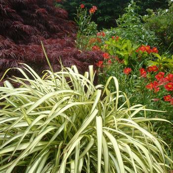 Phormium cookianum 'Blondie' (189378)