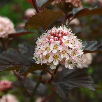 Physocarpus opulifolius 'Lady In Red' (189379)