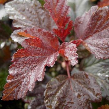 Physocarpus opulifolius 'Lady In Red' (189381)