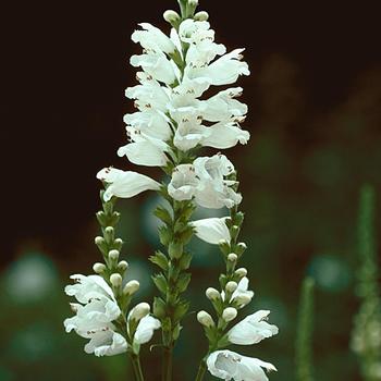 Physostegia virginiana 'Miss Manners' (189382)