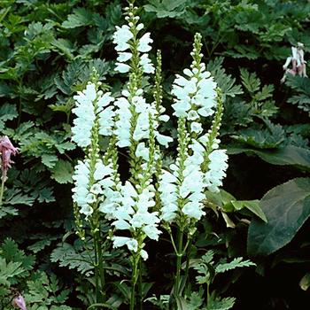 Physostegia virginiana 'Miss Manners' (189383)