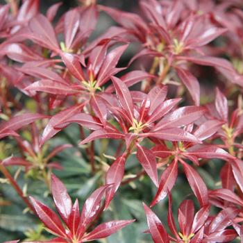 Pieris japonica 'Katsura' (189386)