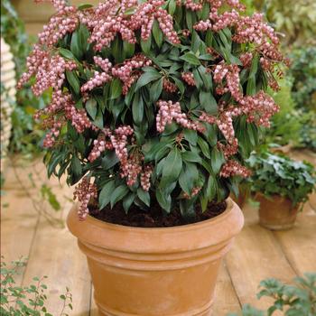 Pieris japonica 'Katsura' (189387)