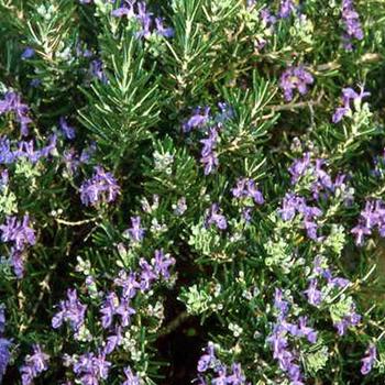 Rosmarinus officinalis 'Roman Beauty' (189393)