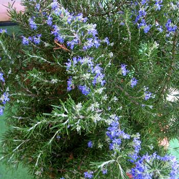 Rosmarinus officinalis 'Roman Beauty' (189395)