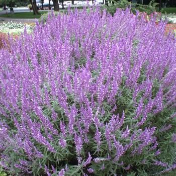 Salvia leucantha 'Santa Barbara' (189397)