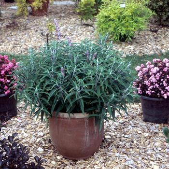 Salvia leucantha 'Santa Barbara' (189398)