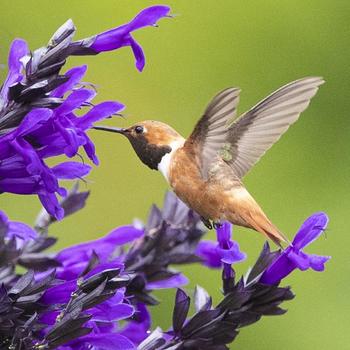 Salvia x guaranitica Bodacious® 'Hummingbird Falls' (189402)