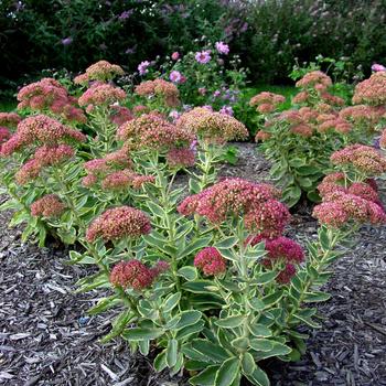 Sedum spectabile 'Elsie's Gold' (189408)