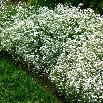 Gypsophila repens '' (189572)