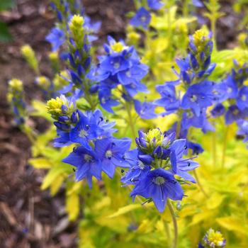 Veronica prostrata 'Aztec Gold' (189586)