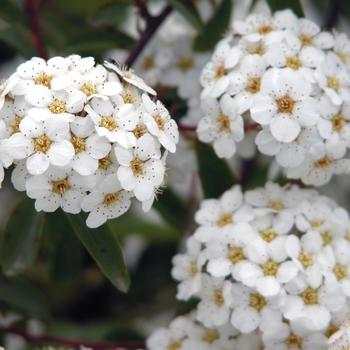 Spiraea nipponica 'Snowmound' (189641)