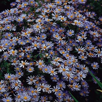 Boltonia asteroides var. latisquama 'Jim Crocket™' (189708)