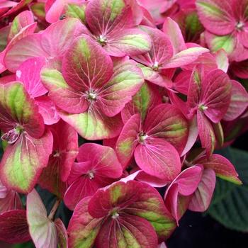 Hydrangea macrophylla 'Tilt-A-Swirl™' (189732)