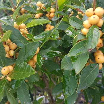 Ilex verticillata Berry Heavy® 'Gold' (189752)