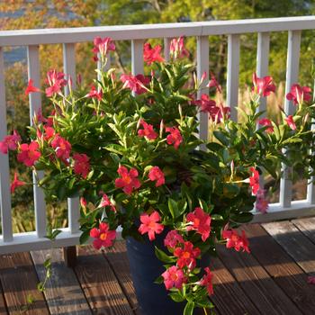 Dipladenia arbustiva 'Coral' (190952)