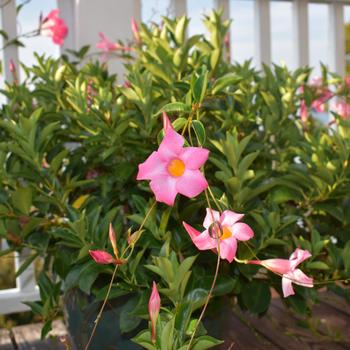 Dipladenia 'Rio™ Pink' (190957)