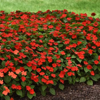 Impatiens walleriana Beacon™ 'Bright Red' (191065)