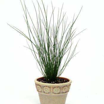 Juncus tenuis 'Blue Dart' (191104)