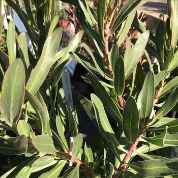 Protea 'Pink Ice' 