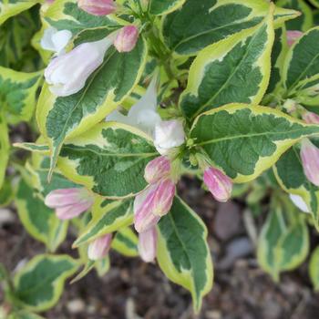 Weigela 'White Lightning' (191360)