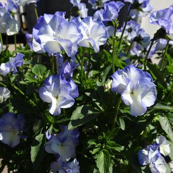 Viola MagnifiScent® 'Blue Sails' (191411)