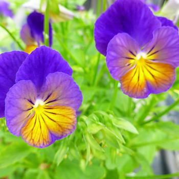 Viola cornuta Celestial™ 'Northern Lights' (191426)