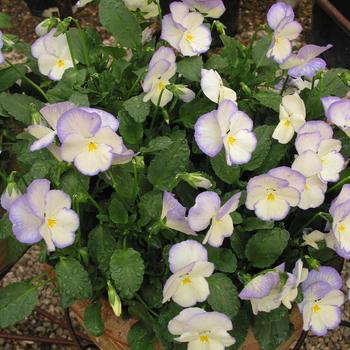 Viola cornuta Celestial™ 'Blue Moon' (191429)