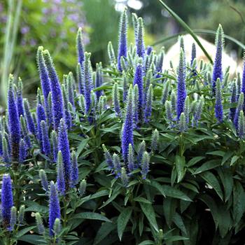 Veronica spicata 'Royal Candles' (191432)