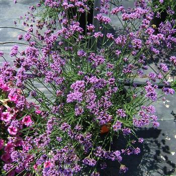 Verbena bonariensis 'Little One' (191435)