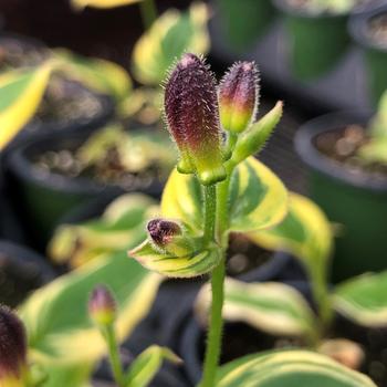 Tricyrtis formosana 'Ninja Star' (191437)