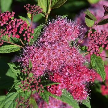 Spiraea japonica Walberton's® 'Plumtastic' (191454)