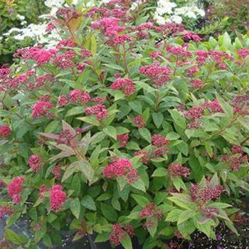 Spiraea japonica Walberton's® 'Plumtastic' (191456)