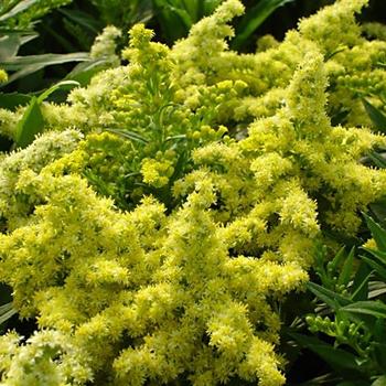 Solidago 'Little Lemon' (191457)