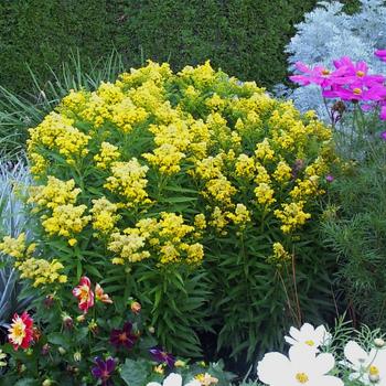 Solidago 'Little Lemon' (191458)