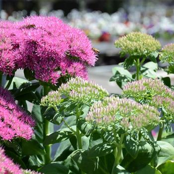 Sedum spectabile Walberton's® 'Pizzazz' (191463)