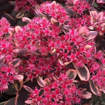 Sedum Sunsparkler® 'Dream Dazzler' (191635)