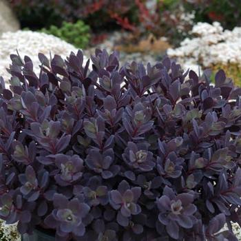 Sedum Sunsparkler® 'Plum Dazzled' (191639)